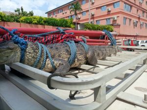 Crocodile découvert dans un domicile à ancien Koumassi