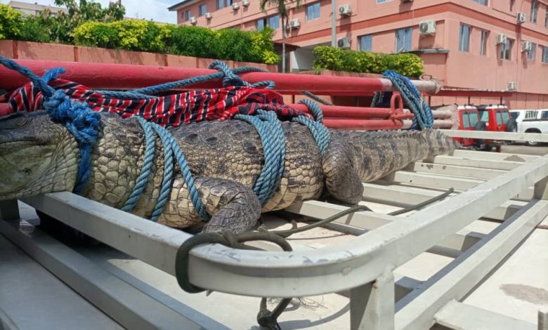 Crocodile découvert dans un domicile à ancien Koumassi