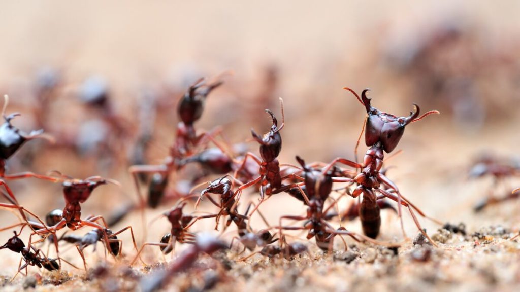 Des fourmis entraînées pour détecter des cancers