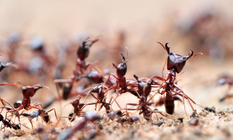 Des fourmis entraînées pour détecter des cancers