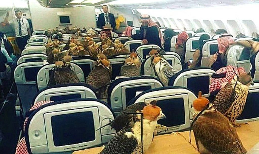 Des faucons bien installés dans un avion