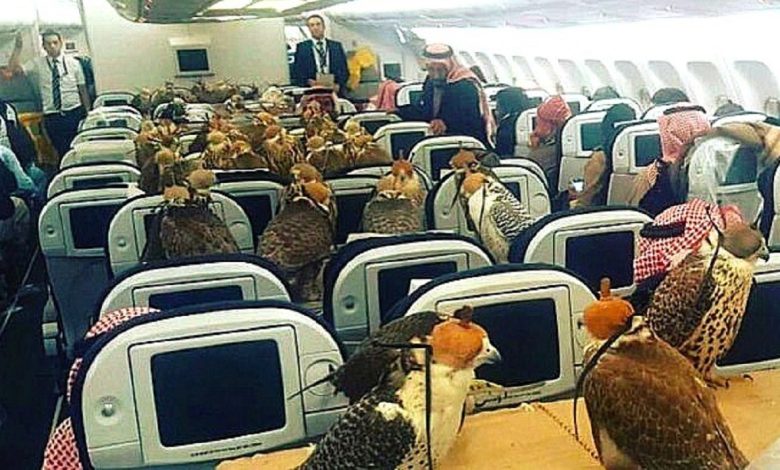 Des faucons bien installés dans un avion