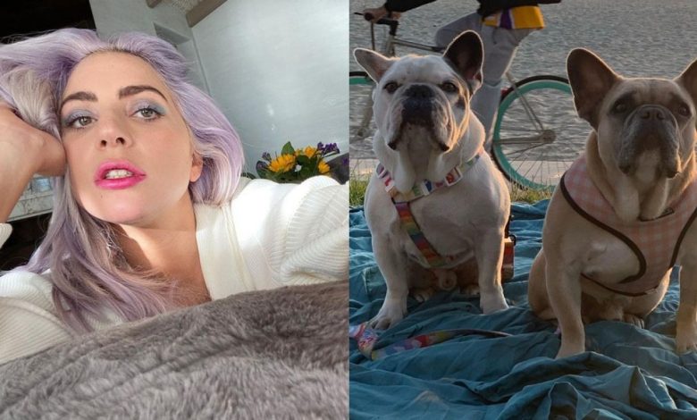 Le voleur des chiens de Lady Gaga, libéré par erreur est recherché activement par la police