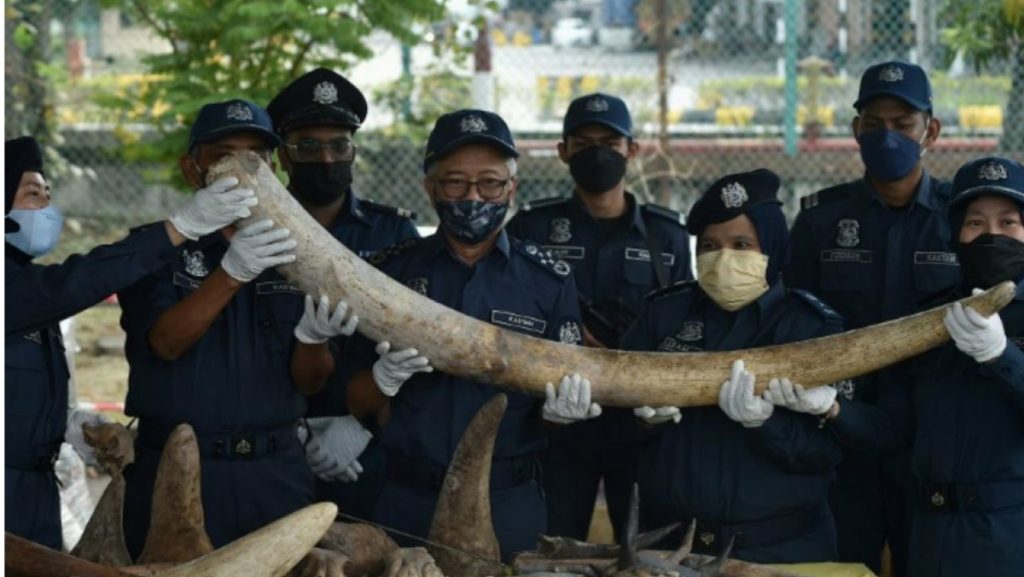 En Malaisie, la douane a annoncé la saisie des parties d’animaux sauvages. La valeur de ces objets est estimée à 18 millions de dollars.