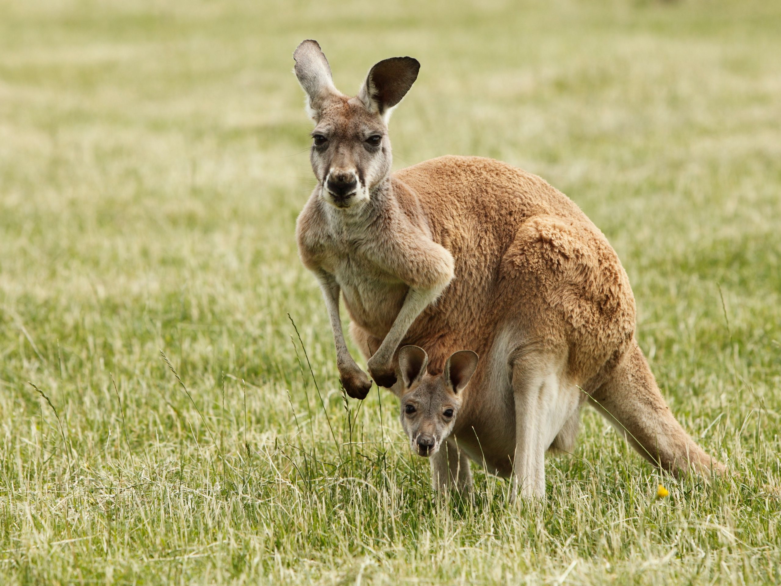 En Australie, un homme de 77 ans a été tué par un kangourou domestique qu’il hébergeait comme animal de compagnie.