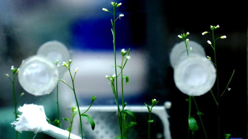 Culture de l' Arabidopsis thaliana dans l'espace à bord d'une station spatiale 