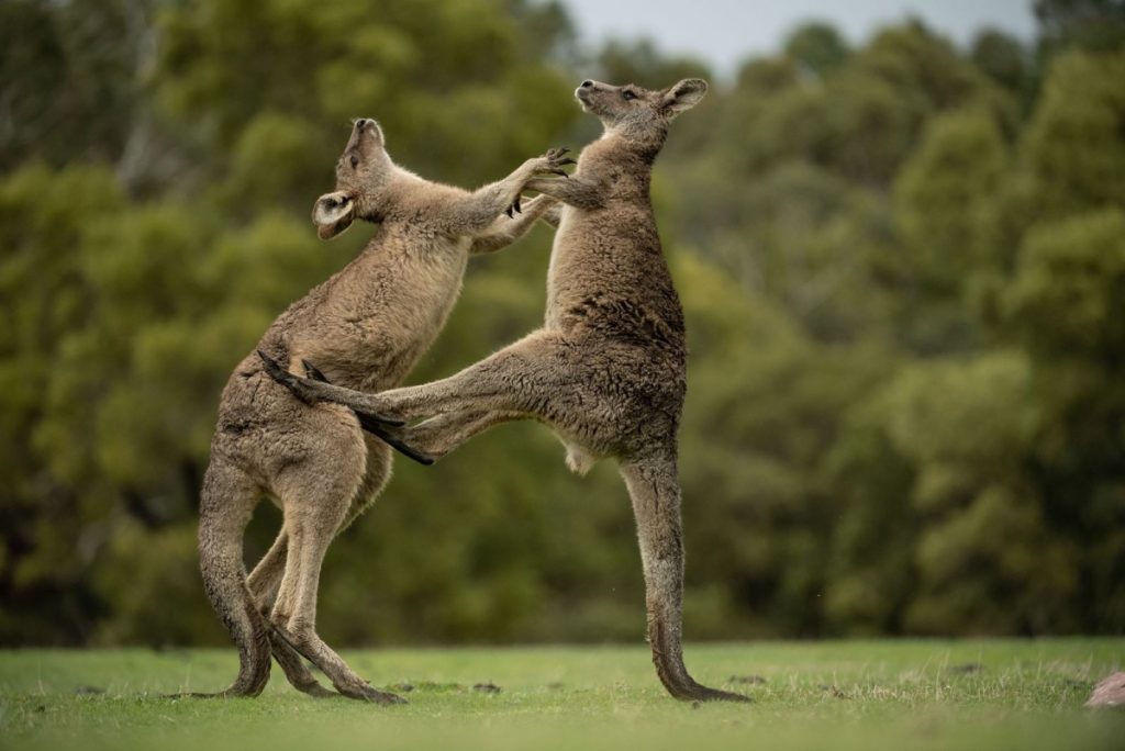 En Australie, un homme de 77 ans a été tué par un kangourou domestique qu’il hébergeait comme animal de compagnie.