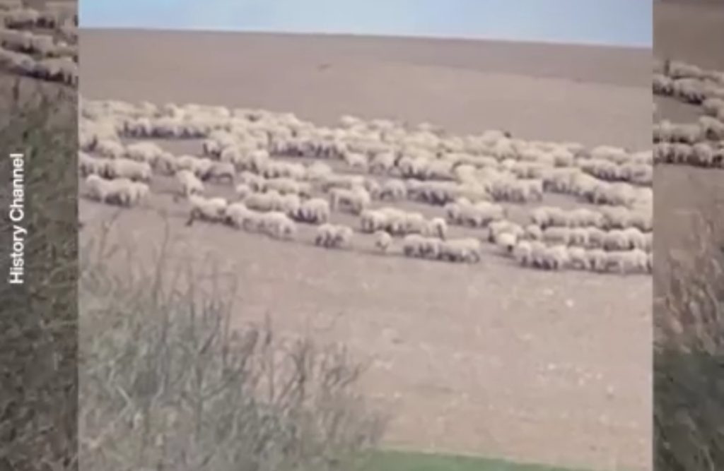Les caméras de surveillance d'une ferme ont filmé une centaine de moutons entrain de faire une marche en cercle pendant 12 jours.