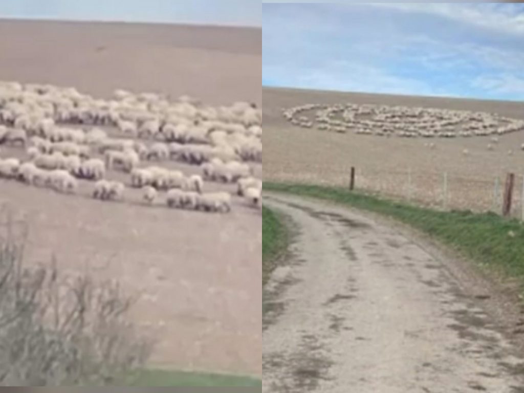 Les caméras de surveillance d'une ferme ont filmé une centaine de moutons entrain de faire une marche en cercle pendant 12 jours.
