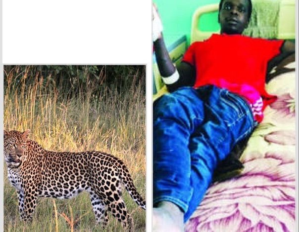 Un léopard attaque un homme qui reussit à se défendre : Malheureusement…