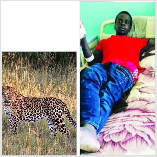 Un léopard attaque un homme qui reussit à se défendre : Malheureusement…