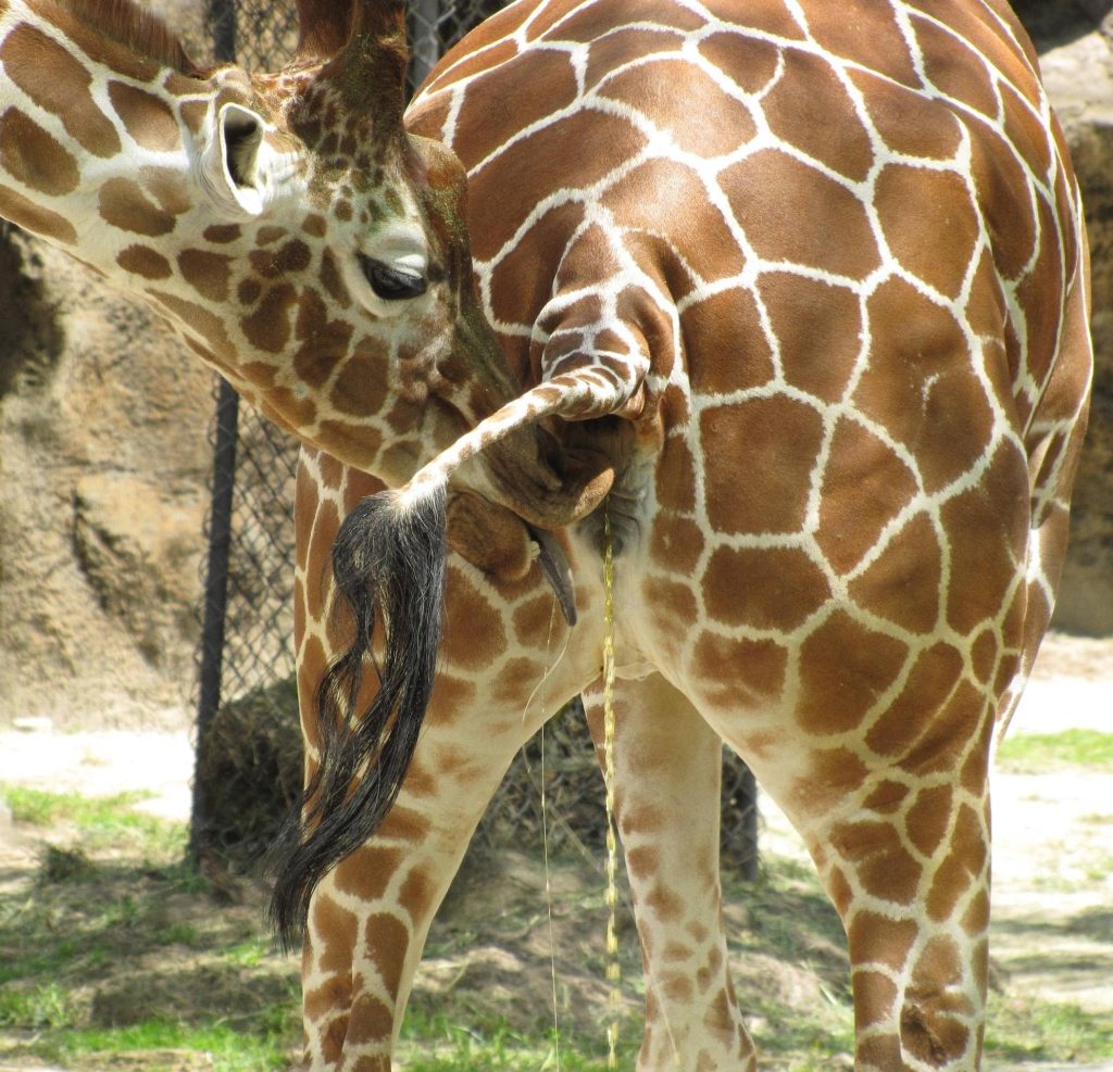 Girafe femelle urine dans la bouche du mal 