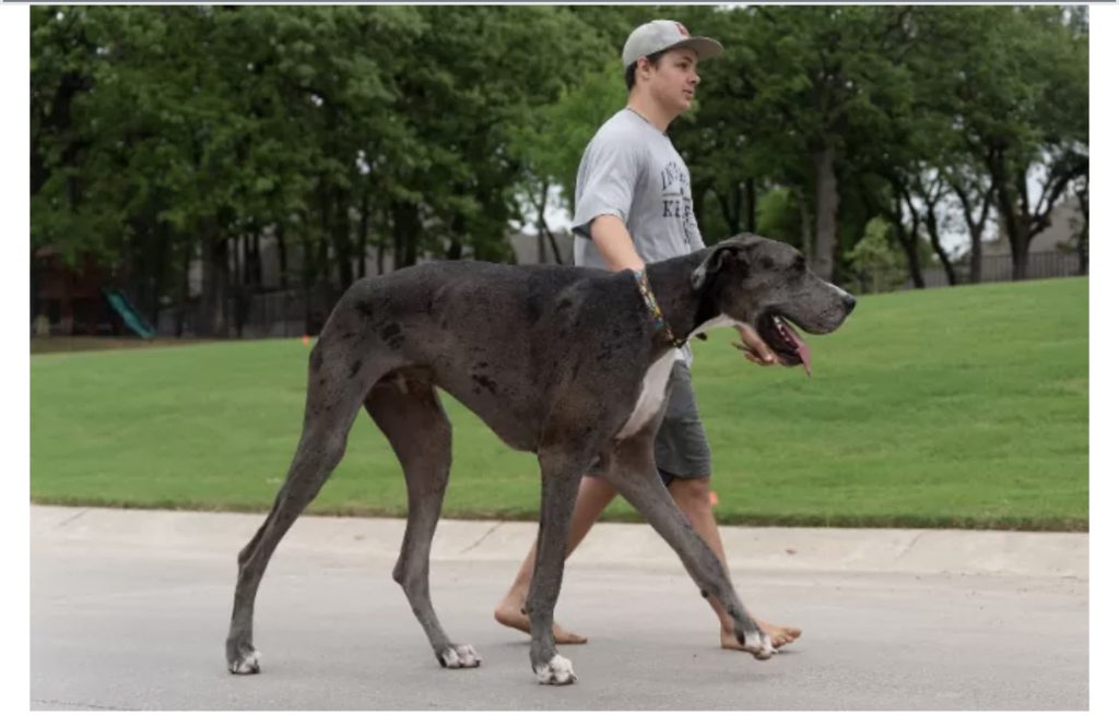 Le chien le plus grand du monde s’appelle Zeus