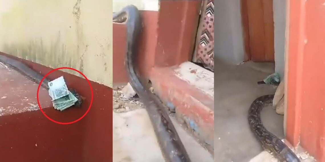 Un serpent a été aperçu rentrant dans une maison avec une liasse de billet sur la tête. La vidéo étonnante fait le buzz sur les réseau.