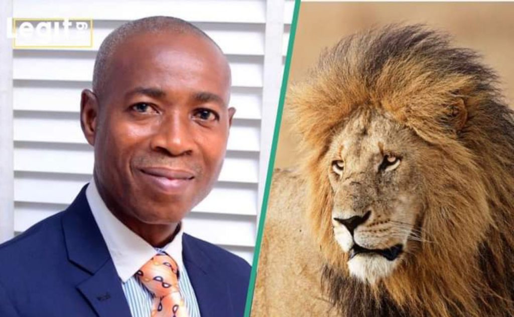 Un tragique incident au zoo de l'université Obafemi Awolowo : le lion de l'OUA tue le gardien