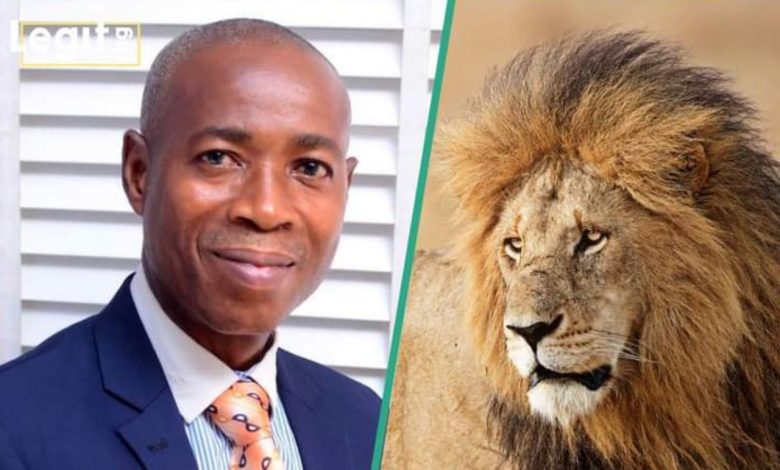 Un tragique incident au zoo de l'université Obafemi Awolowo : le lion de l'OUA tue le gardien